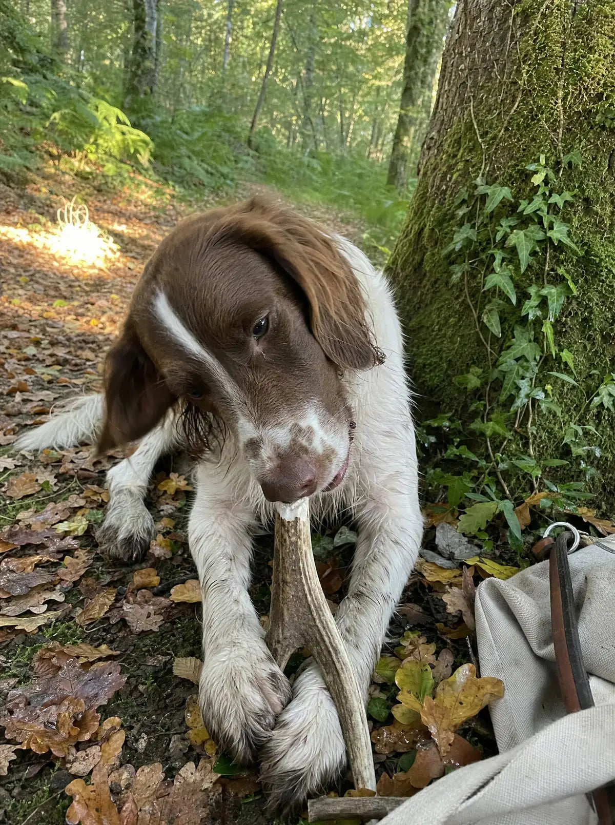 Cernunos