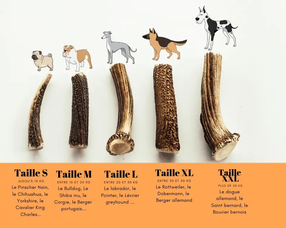 bois de cerf pour chien : guide des tailles