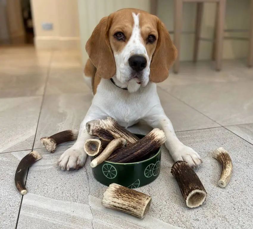 beagle bois de cerf
