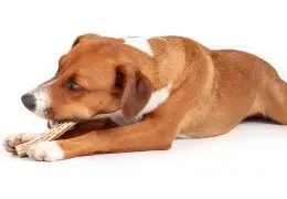 Dangers des cornes de buffle pour chien 