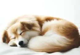 Tout savoir sur le sommeil de votre chien